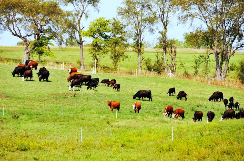 The benefits of holistic management in cattle operations
