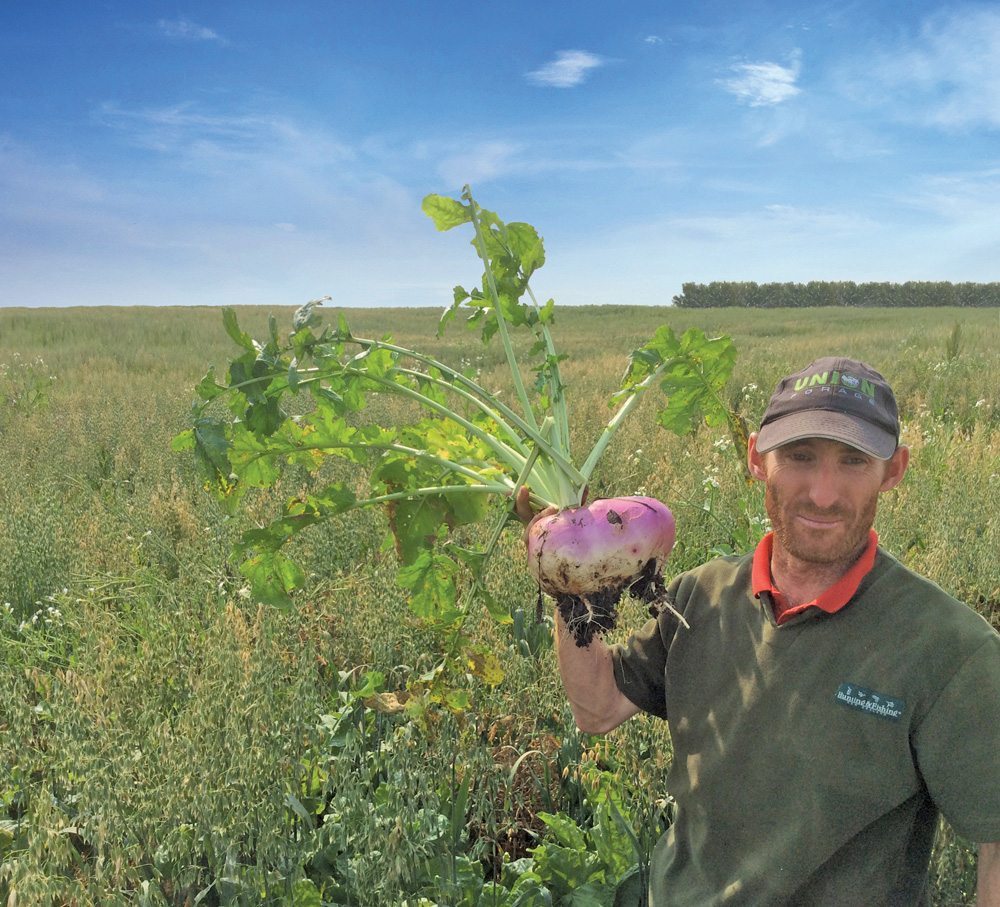 Forage brassicas for winter grazing