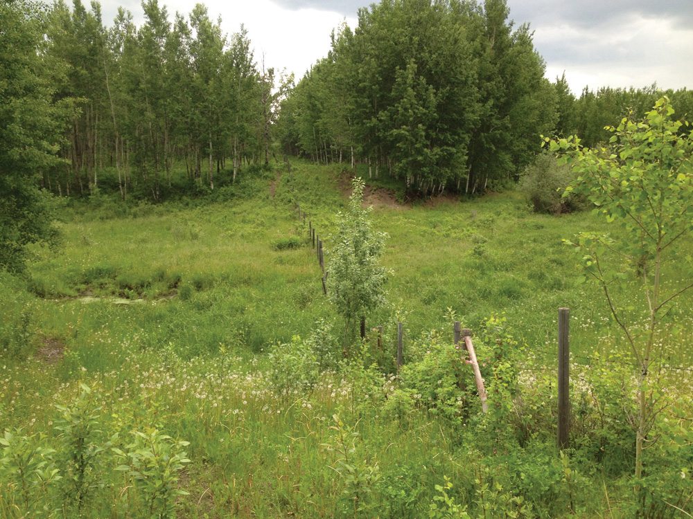 This is the same field three years later. Both sides of the fence look the same.