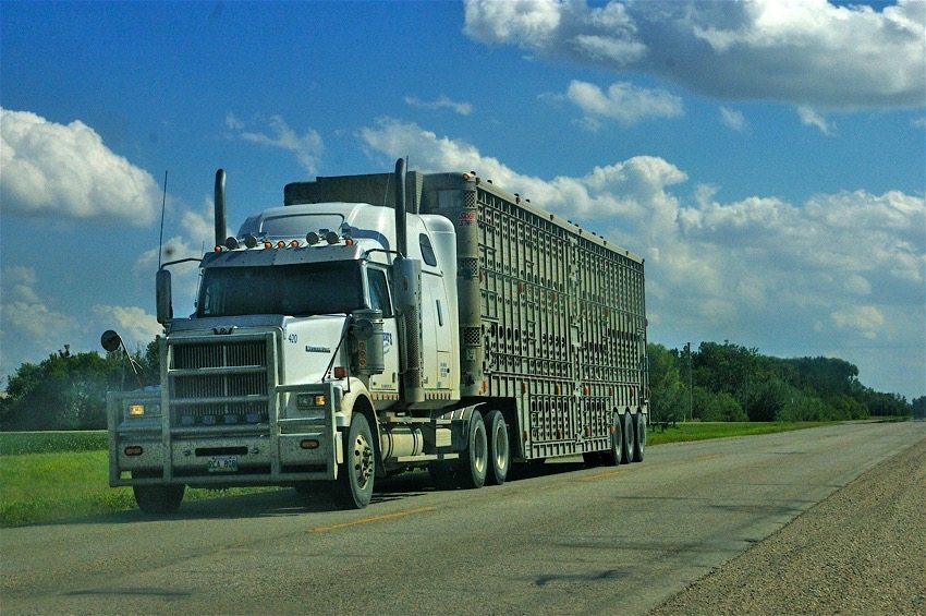 Canadian feedlot animal care assessment Cattle transportation practices