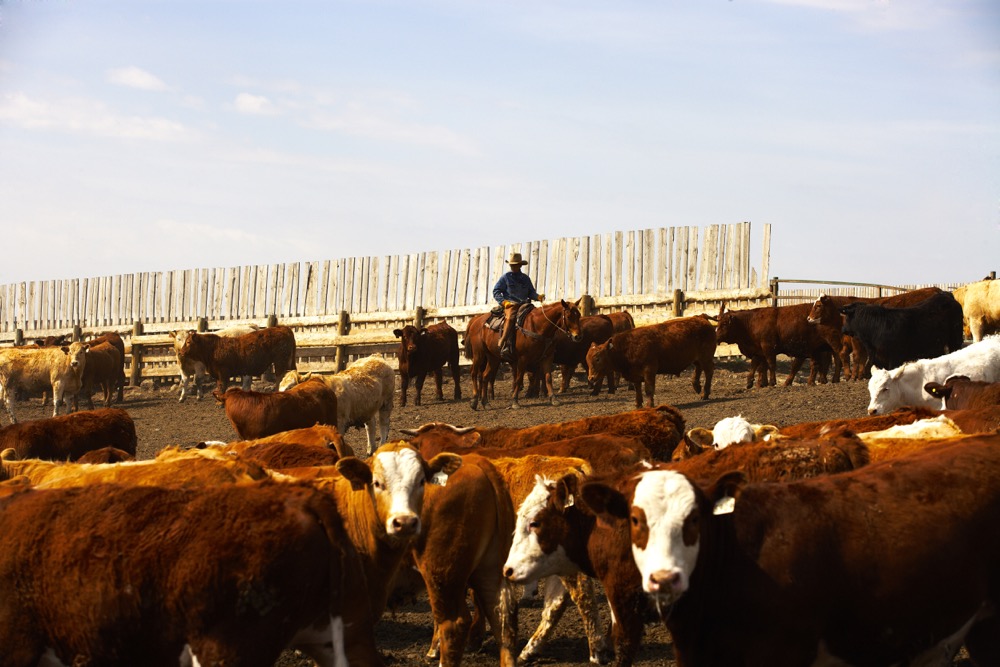 Canada's feedlot sector in the West is growing