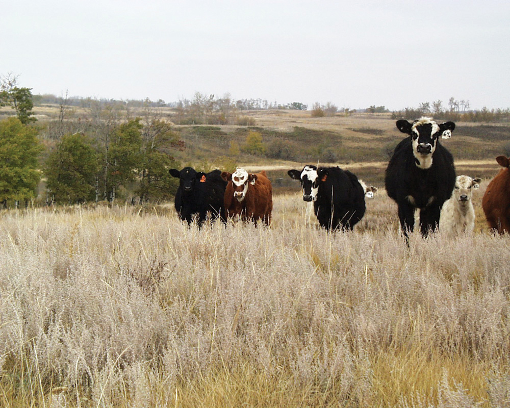 cow calf producers hold the key to get the cattle industry cattle industry