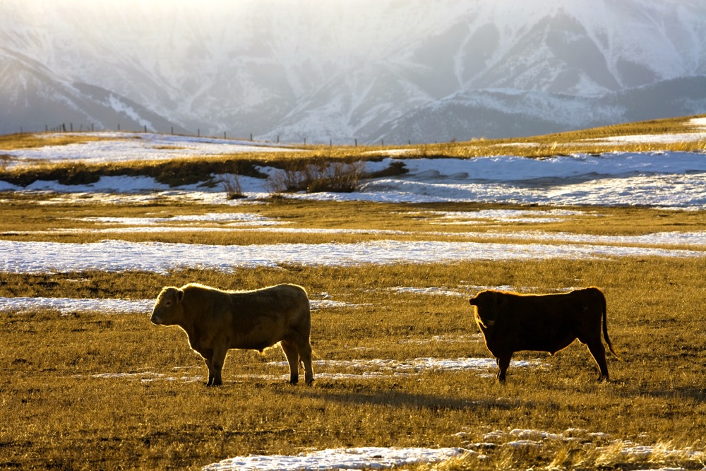 Bovine tuberculosis in cattle