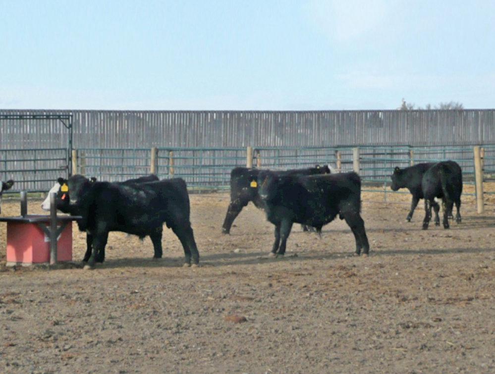 Do cattle feel pain the same way we do? Canadian Cattlemen