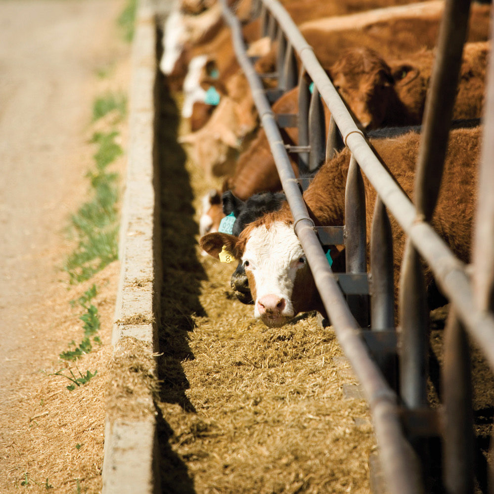 cattle feeding