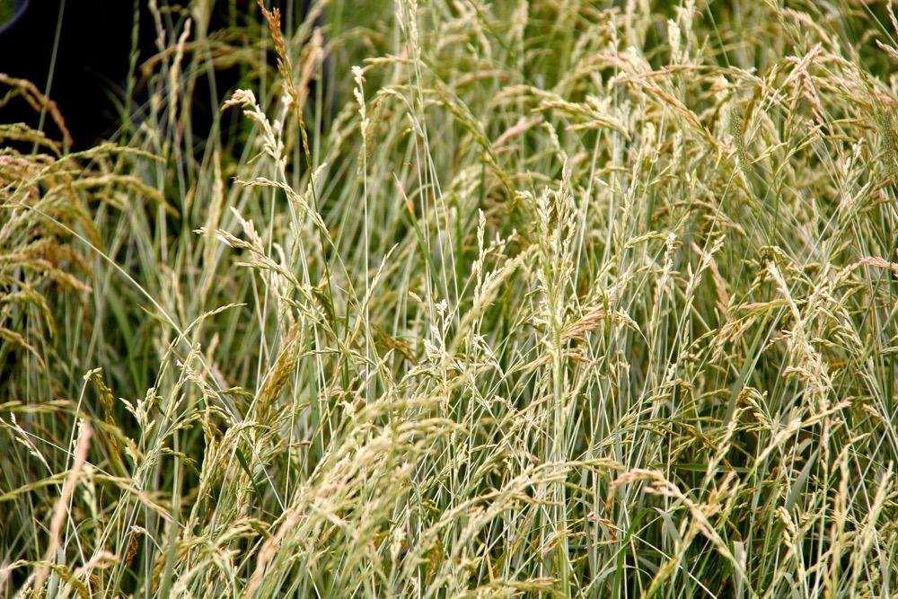 In search of fescue Canadian Cattlemen