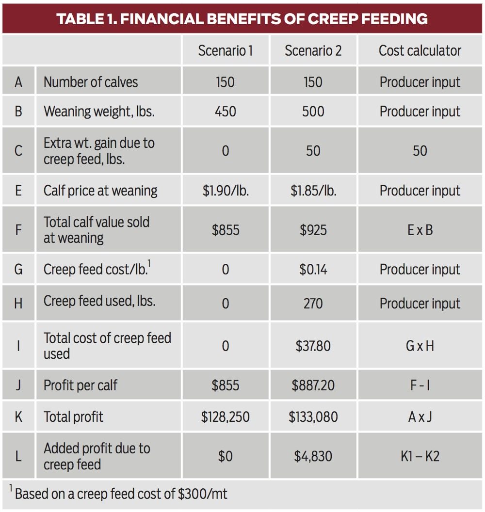 Is there a financial benefit to creep feeding calves?