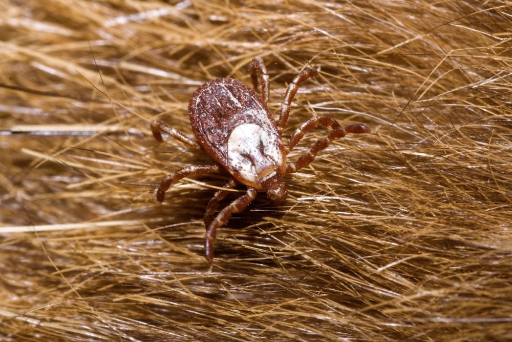 Avoiding the spread of tickborne diseases in cattle