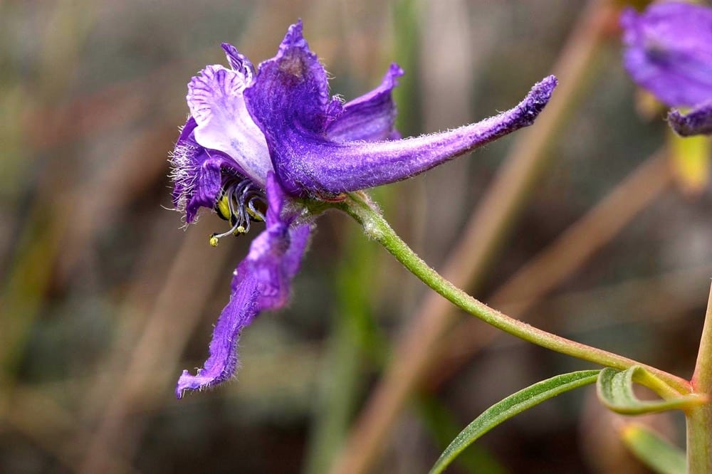 Poisonous larkspur still a causing high mortality rate in cattle