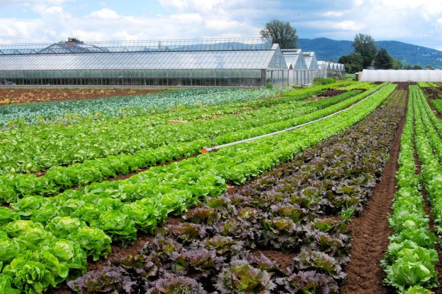 Can You Set Up A Food Business From Your Garden Can You Set Up A Food Business From Your Garden