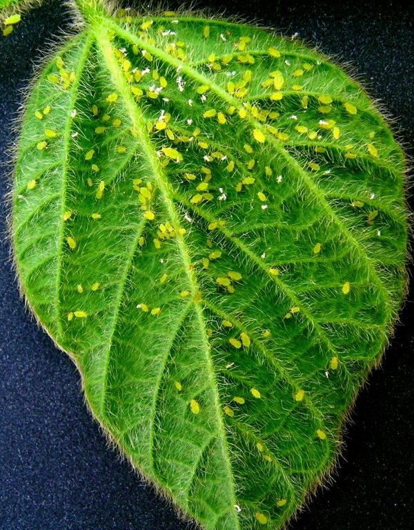 Boost your beneficials... of crop insects, that is