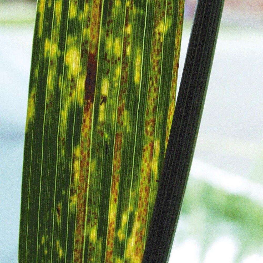 Stripe rust has been a growing concern in Alberta in recent years. It’s a bacterial infection, so is not affected by fungicides.