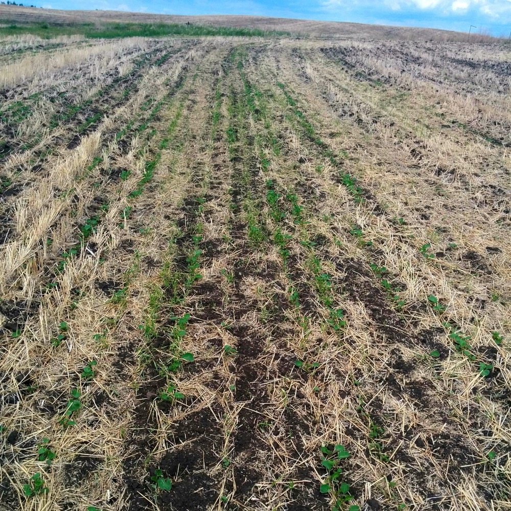 Before: Many canola fields in Saskatchewan and Alberta looked this bad or worse in June 2015, but by harvest had filled out.