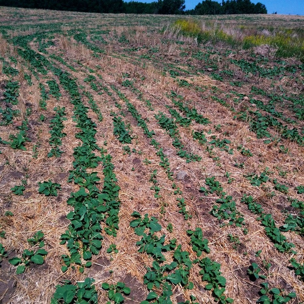 Before: Many canola fields in Saskatchewan and Alberta looked this bad or worse in June 2015, but by harvest had filled out.
