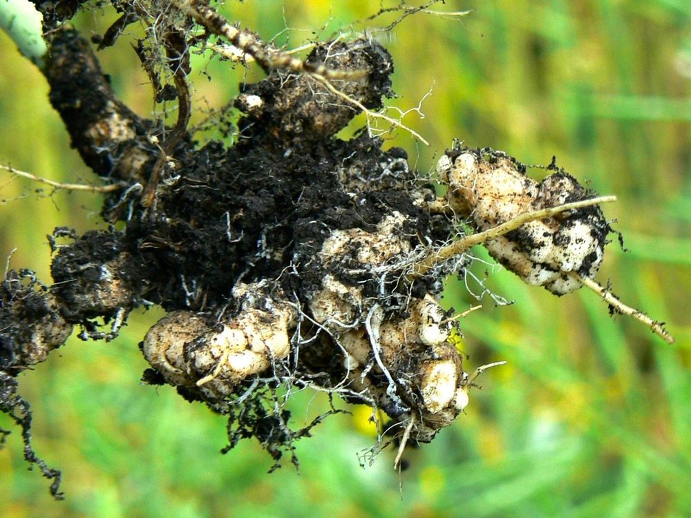 The elephant in the room when talking about crop diseases with Alberta producers is, of course, clubroot.