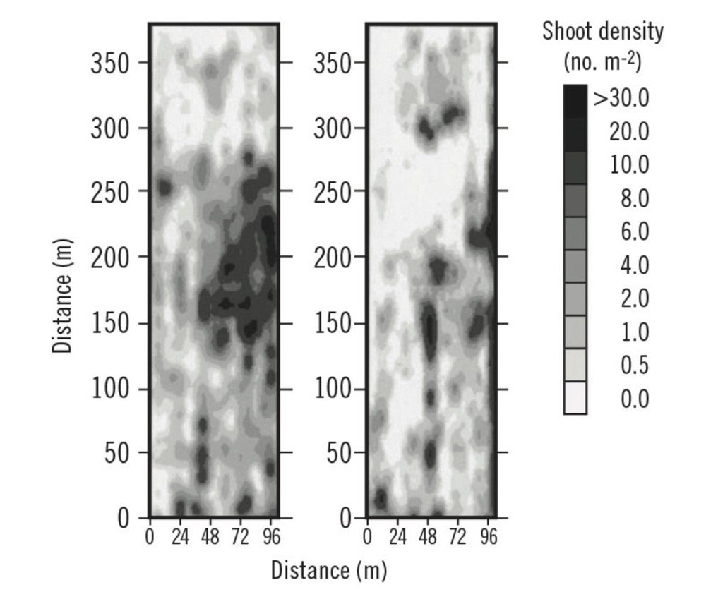 Figure 2. A map showing the distribution and abundance of annual sow thistle in a field during 1998 (l) and 1999 (r).
