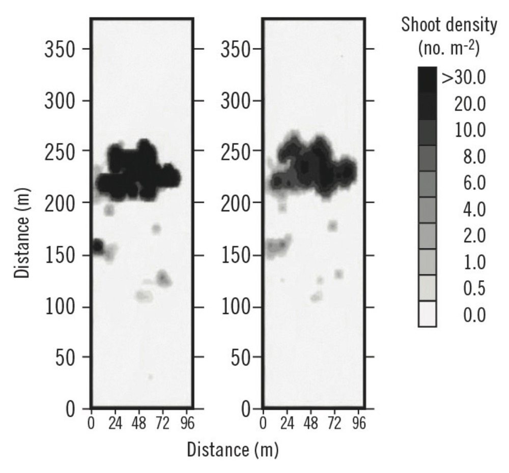 Figure 3. A map showing the distribution and abundance of annual field horsetail in a field during 1998 (l) and 1999 (r).
