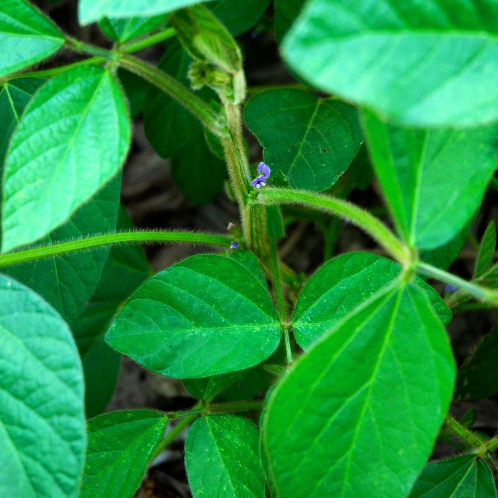 Soybeans are often the choice for double-cropping but edible beans can also work depending on the farm and its management.