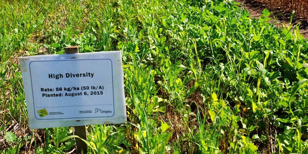 One of the many cover crop blends showcased at Canada’s Outdoor Farm Show in 2015.