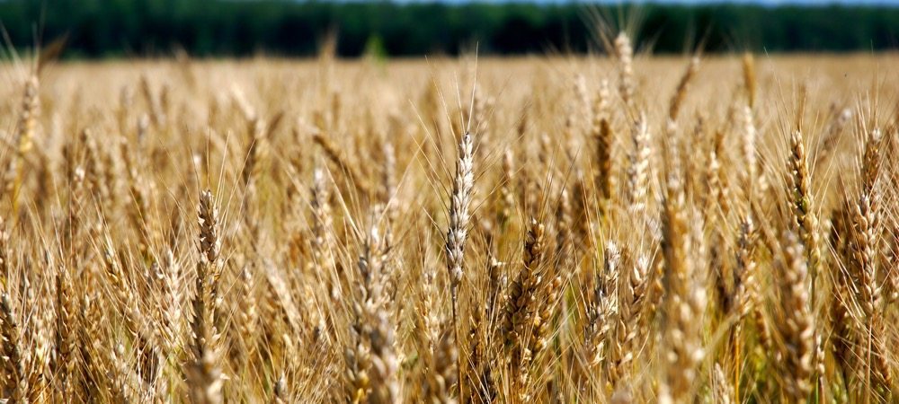 “(Toledo) will pay a small premium, which we’ll pass on to the producer on both varieties.”Larry Shapton, former grain marketer