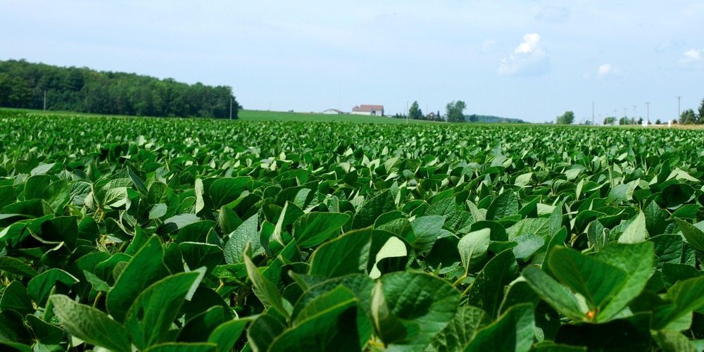 Despite growth in eastern and parts of northern Ontario, soybean production is more likely to plateau in the next few years.