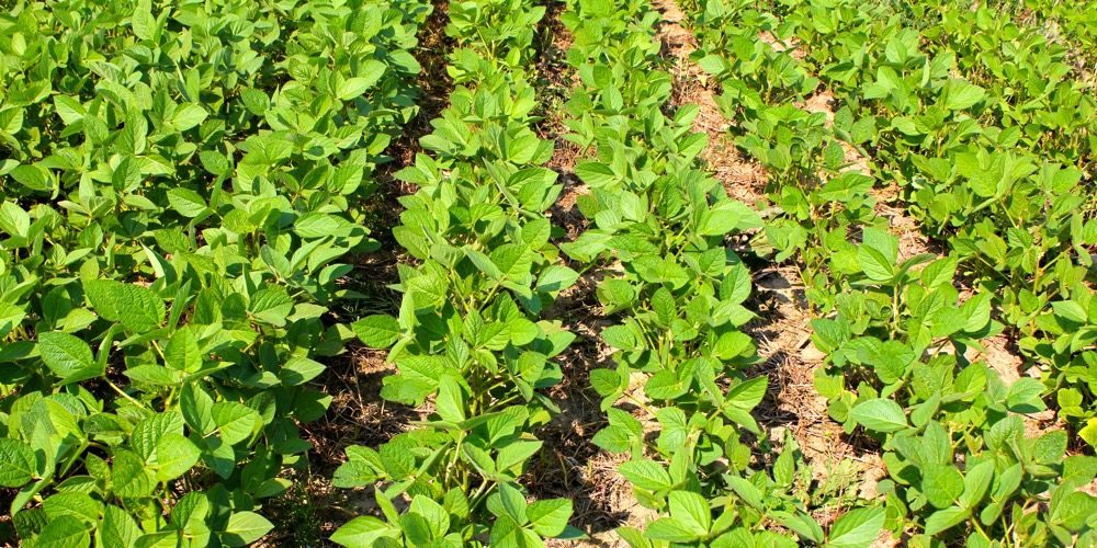 Control of vetch following a pre-plant application of 2,4-D Ester 700 applied seven days before planting.