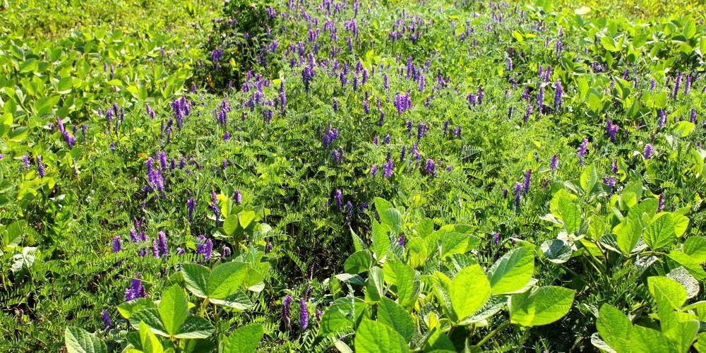 Control of vetch following a pre-plant application of glyphosate.