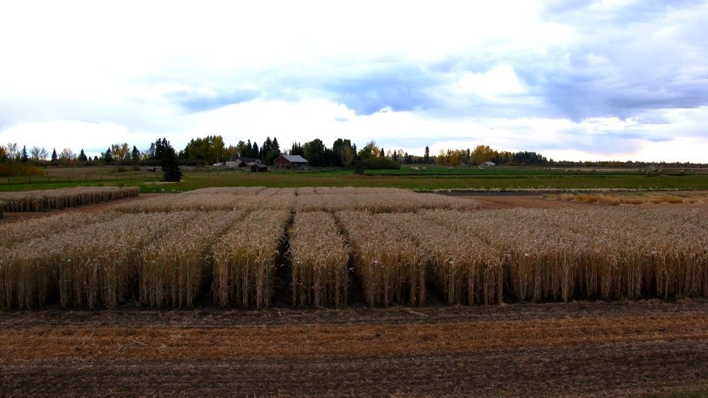 Breeding programs in Alberta have married Canadian and European germplasm to produce new winter and spring varieties for the Prairies.