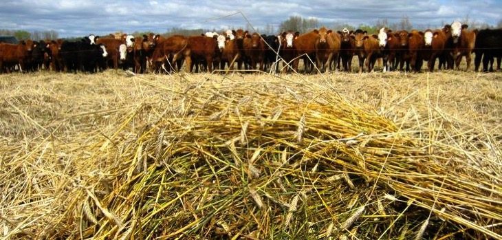 Alberta’s West Central Forage Association has issued a report on swath grazing with a combination of winter and spring triticale.