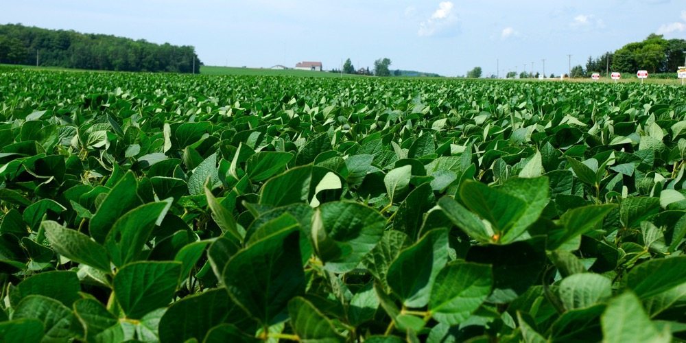 A new look at 30inch rows for soybeans Country Guide