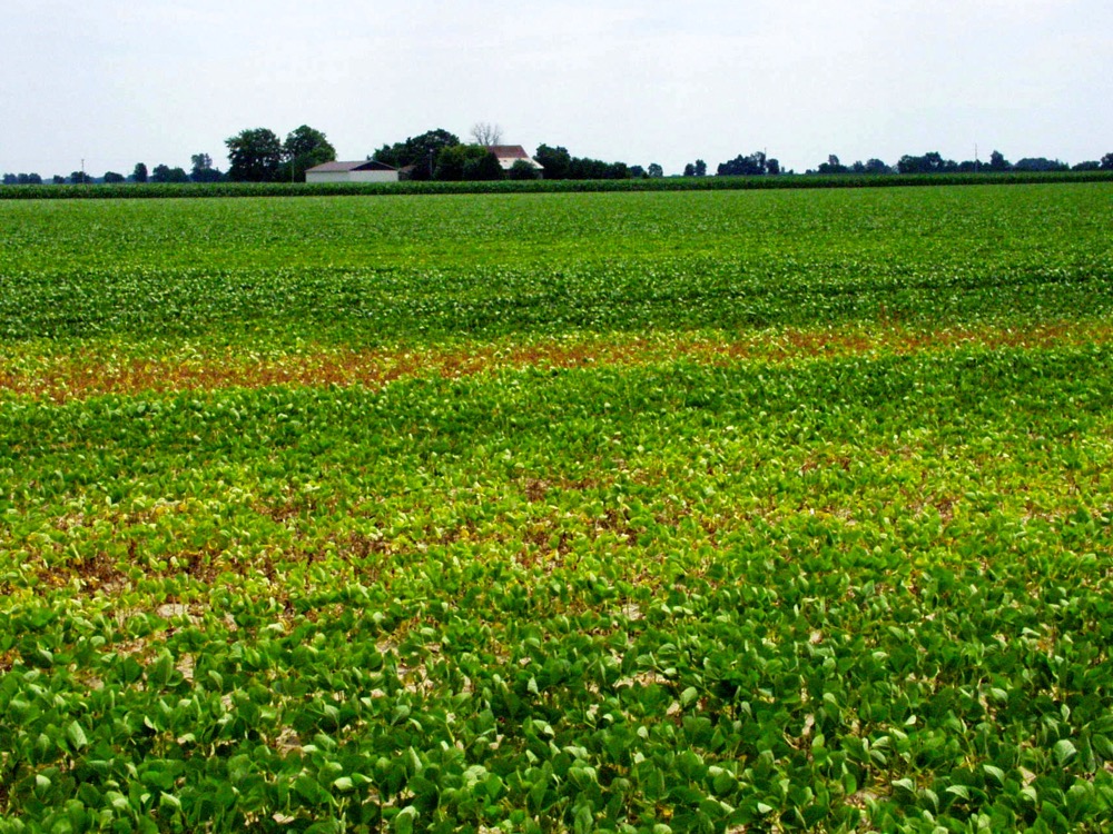 soybean cyst nematode
