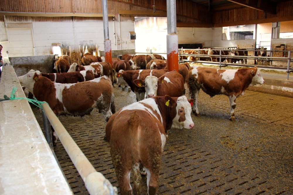 Animal welfareis a hot topic in Germany. The farm has remodelled its livestock sheds to improve animal welfare. Feeder cattle remain primarily indoors at Gut Karlshof.