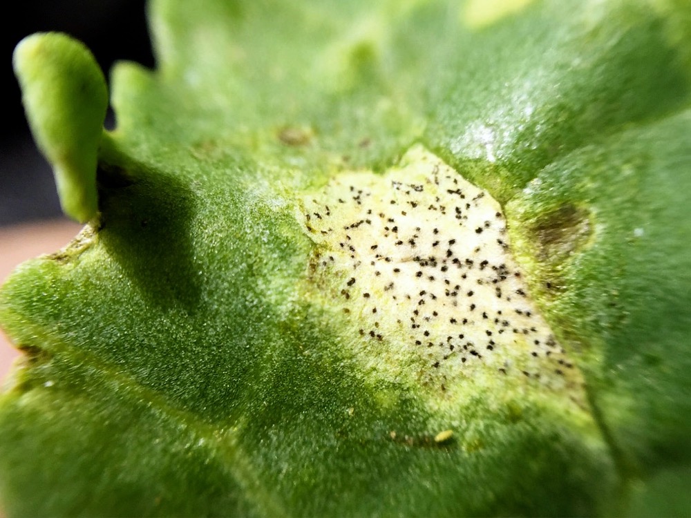 Blackleg and canola can get along… until Country Guide
