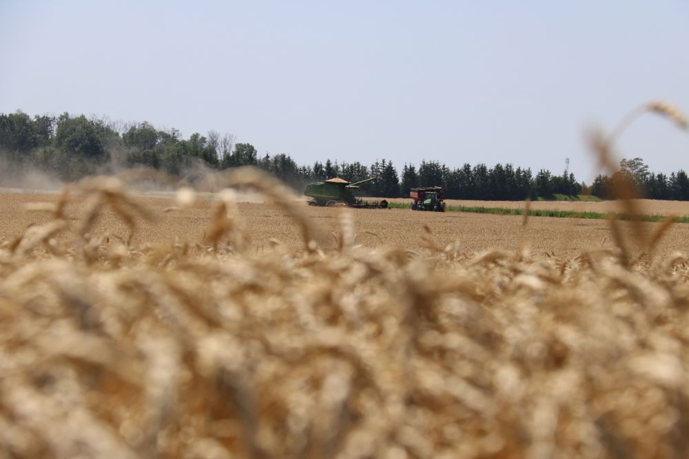 Ontario winter wheat crop yielding well, quality good Country Guide