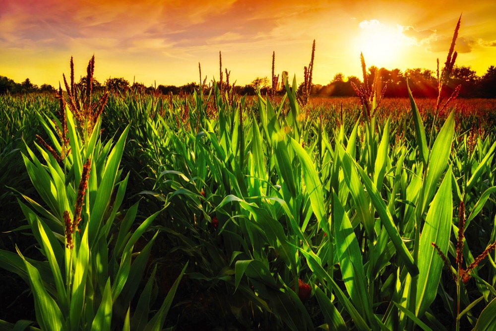 Watch those corn prices Country Guide