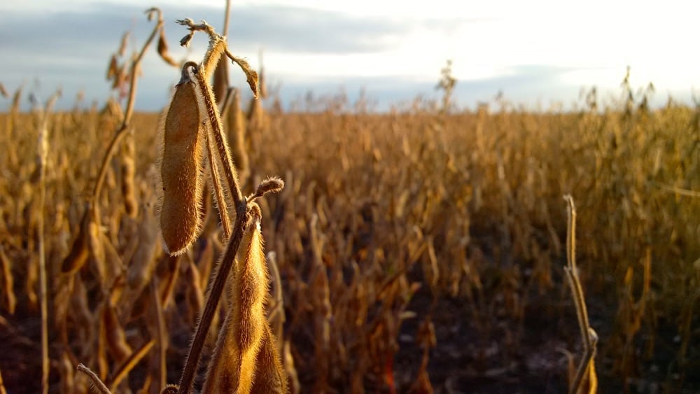 New Saskatchewan study compares soybeans to peas, lentils Country Guide